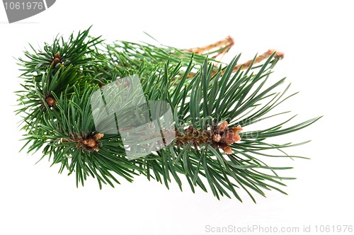 Image of pine branch isolated on the white background