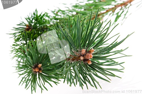 Image of pine branch isolated on the white background