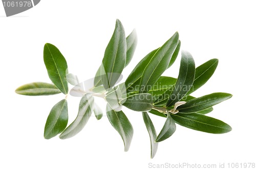 Image of Olive branch isolated on the white