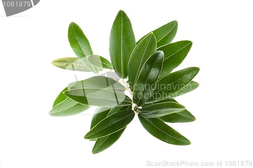 Image of Olive branch isolated on the white