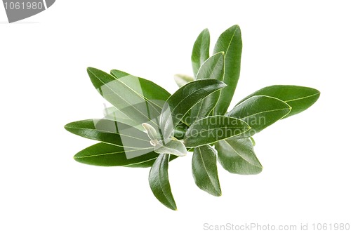 Image of Olive branch isolated on the white