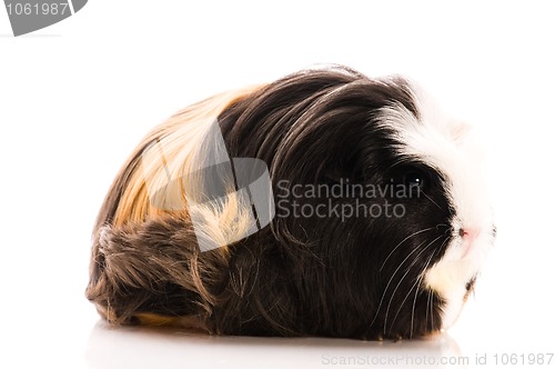 Image of guinea pig isolated on the white background. coronet