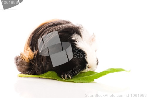 Image of guinea pig isolated on the white background. coronet