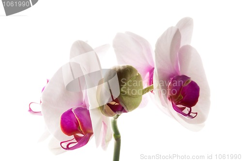 Image of White orchid on white