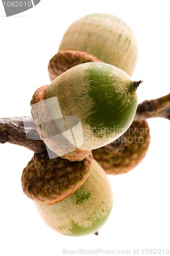 Image of Oak Branch with Acorns isolated on white 