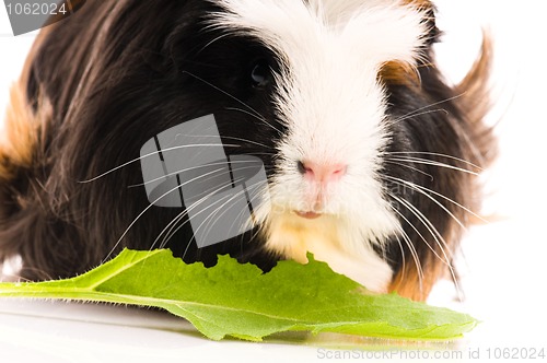 Image of guinea pig isolated on the white background. coronet