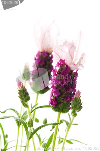 Image of lavender flower on the white background