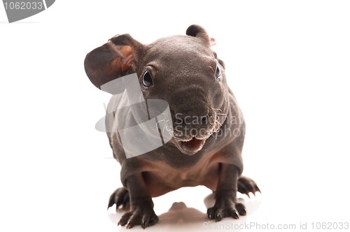 Image of skinny guinea pig