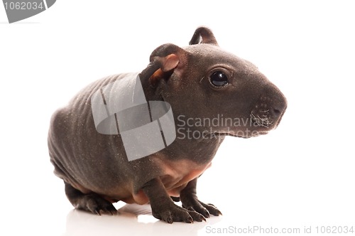 Image of skinny guinea pig