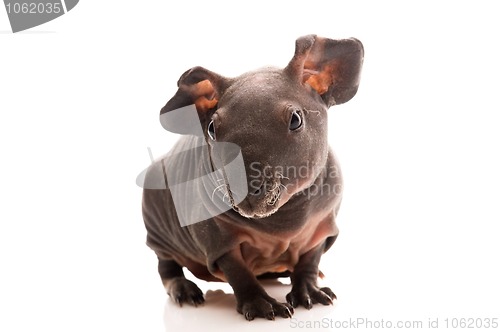 Image of skinny guinea pig