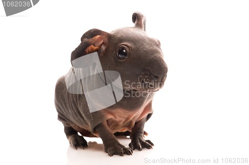 Image of skinny guinea pig