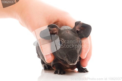 Image of skinny guinea pig