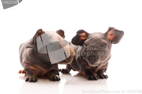 Image of skinny guinea pigs