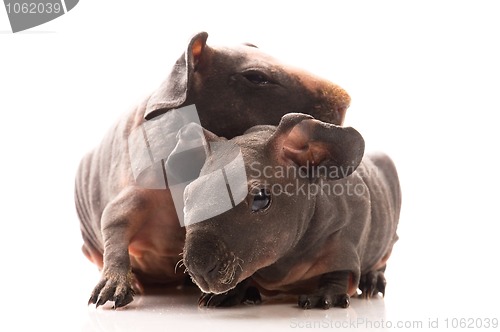 Image of skinny guinea pigs