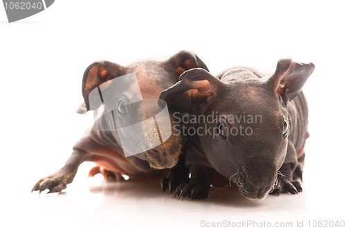 Image of skinny guinea pigs