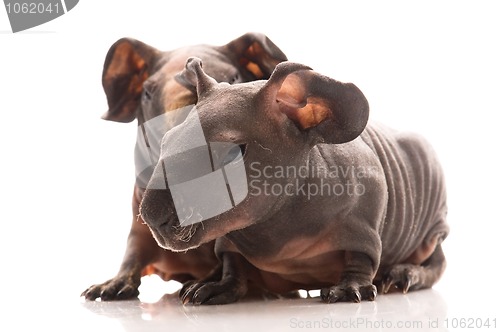 Image of skinny guinea pigs