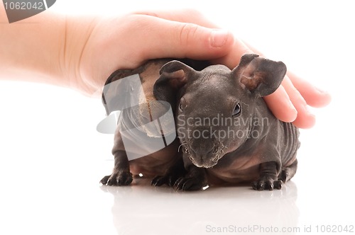 Image of skinny guinea pigs