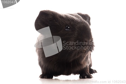 Image of guinea pig isolated on the white background