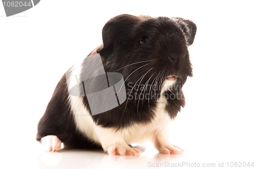 Image of guinea pig isolated on the white background. coronet