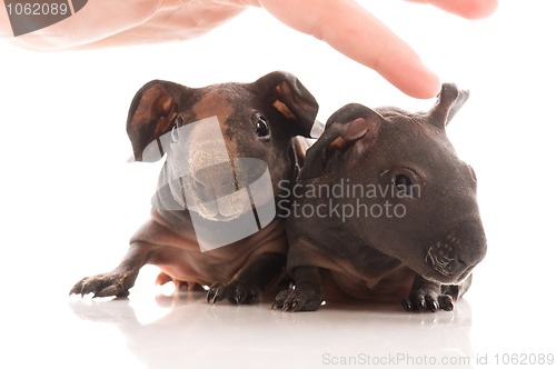 Image of skinny guinea pigs