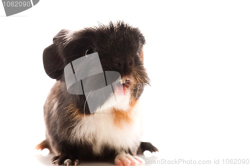 Image of baby guinea pig isolated on the white