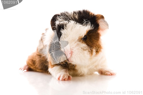 Image of baby guinea pig isolated on the white