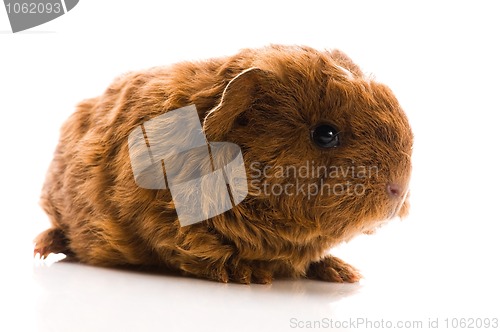 Image of baby guinea pig isolated on the white