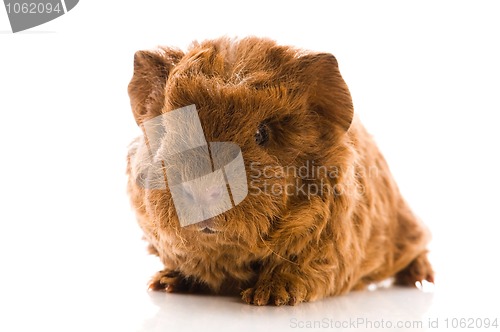 Image of baby guinea pig isolated on the white