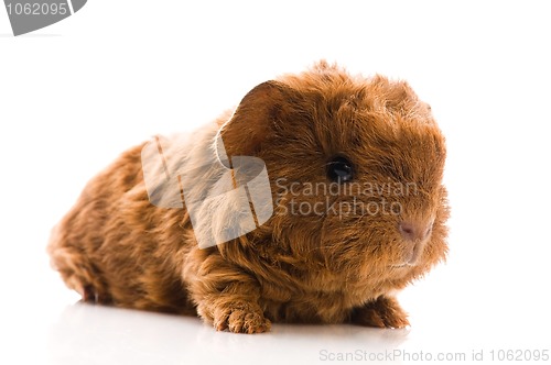 Image of baby guinea pig isolated on the white