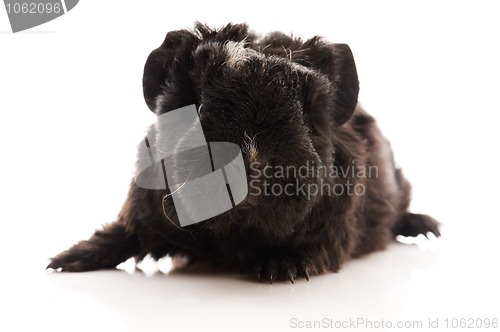 Image of baby guinea pig isolated on the white