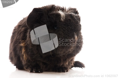 Image of baby guinea pig isolated on the white