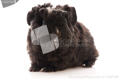 Image of baby guinea pig isolated on the white