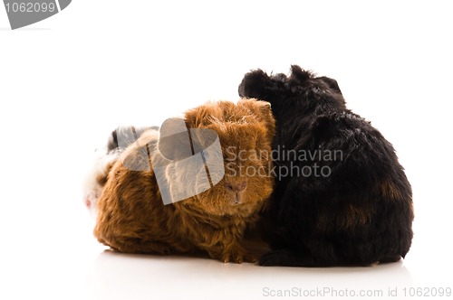 Image of baby guinea pigs isolated on the white