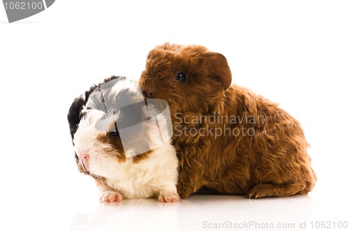 Image of baby guinea pigs isolated on the white