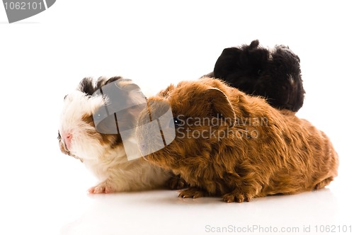 Image of baby guinea pigs isolated on the white