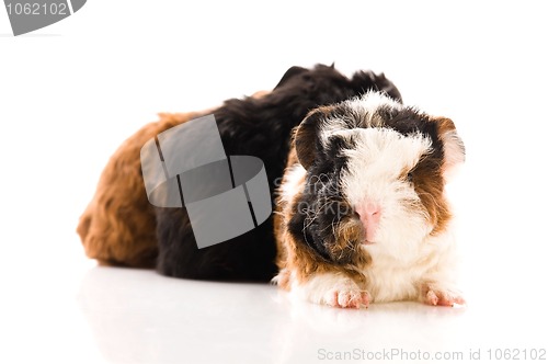 Image of baby guinea pigs isolated on the white