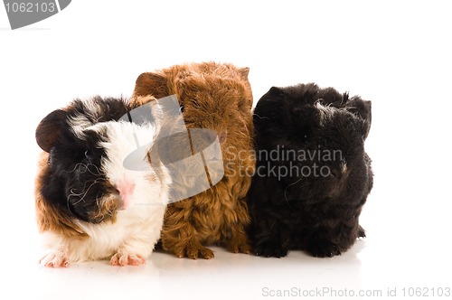 Image of baby guinea pigs isolated on the white