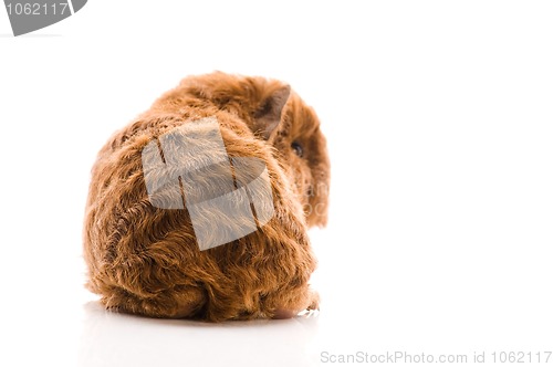 Image of baby guinea pig