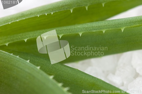 Image of aloe vera