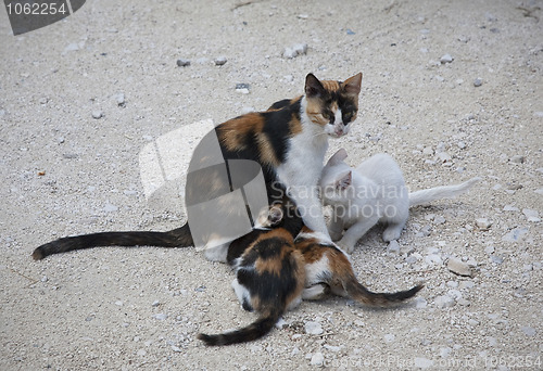 Image of Mother cat with kittens