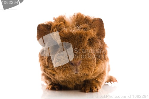 Image of baby guinea pig 