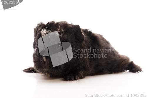 Image of baby guinea pig 
