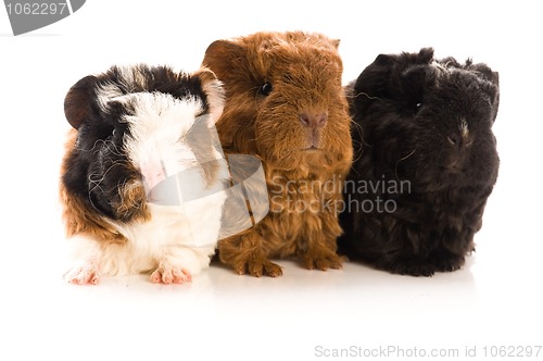 Image of baby guinea pigs