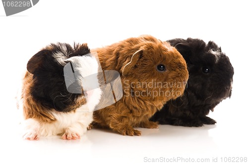 Image of baby guinea pigs