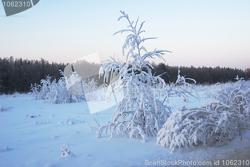 Image of trees covered with winter snow