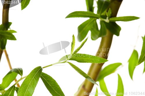 Image of Tree branch with leaves isolated on white 