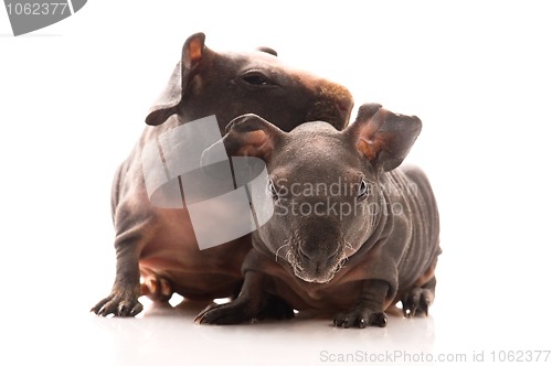 Image of skinny guinea pigs