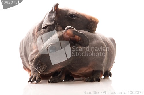 Image of skinny guinea pigs