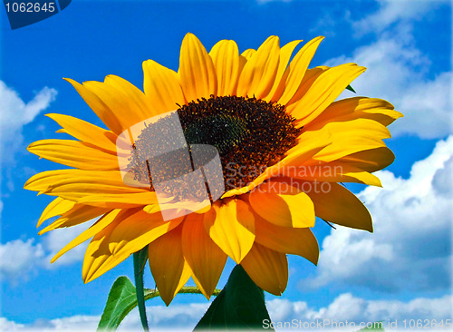 Image of Sunflower