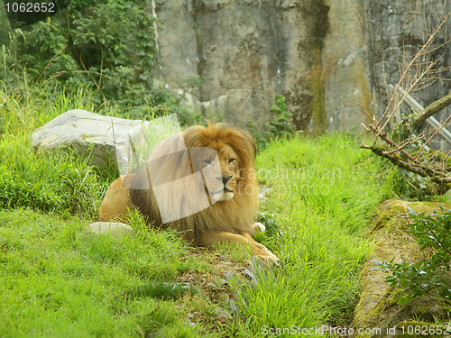 Image of A lion in the zoo